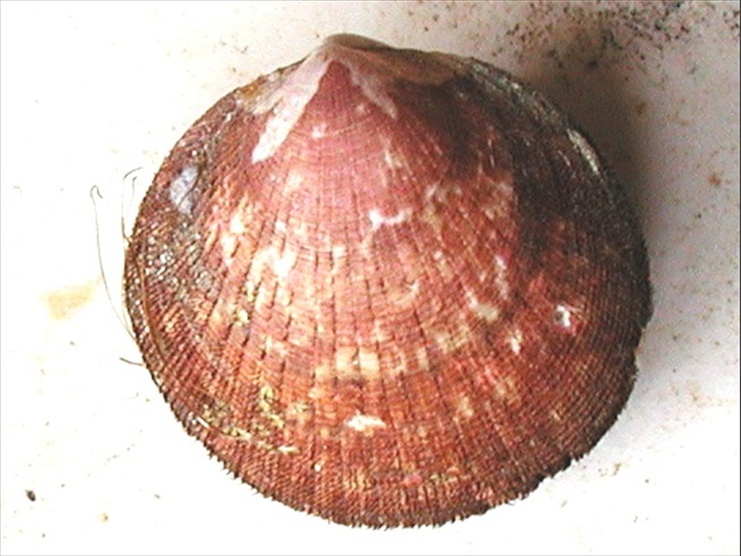 Glycymeris sp.